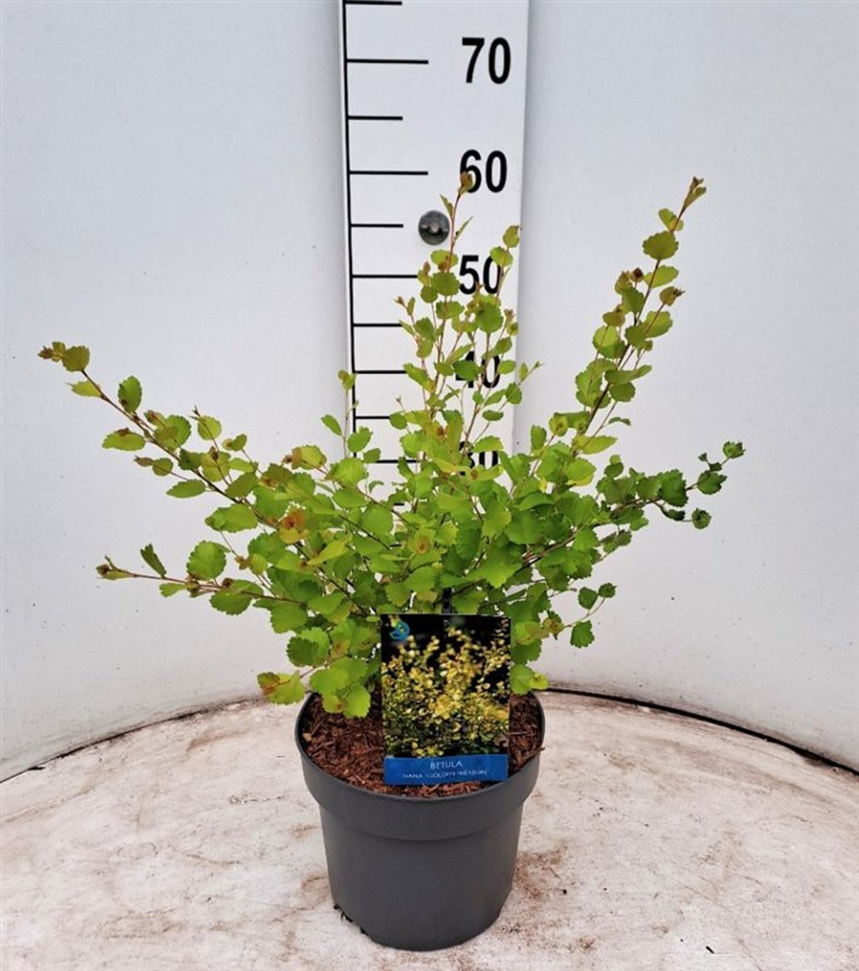 Betula nana 'Golden Treasure' - C4 40-60 CM